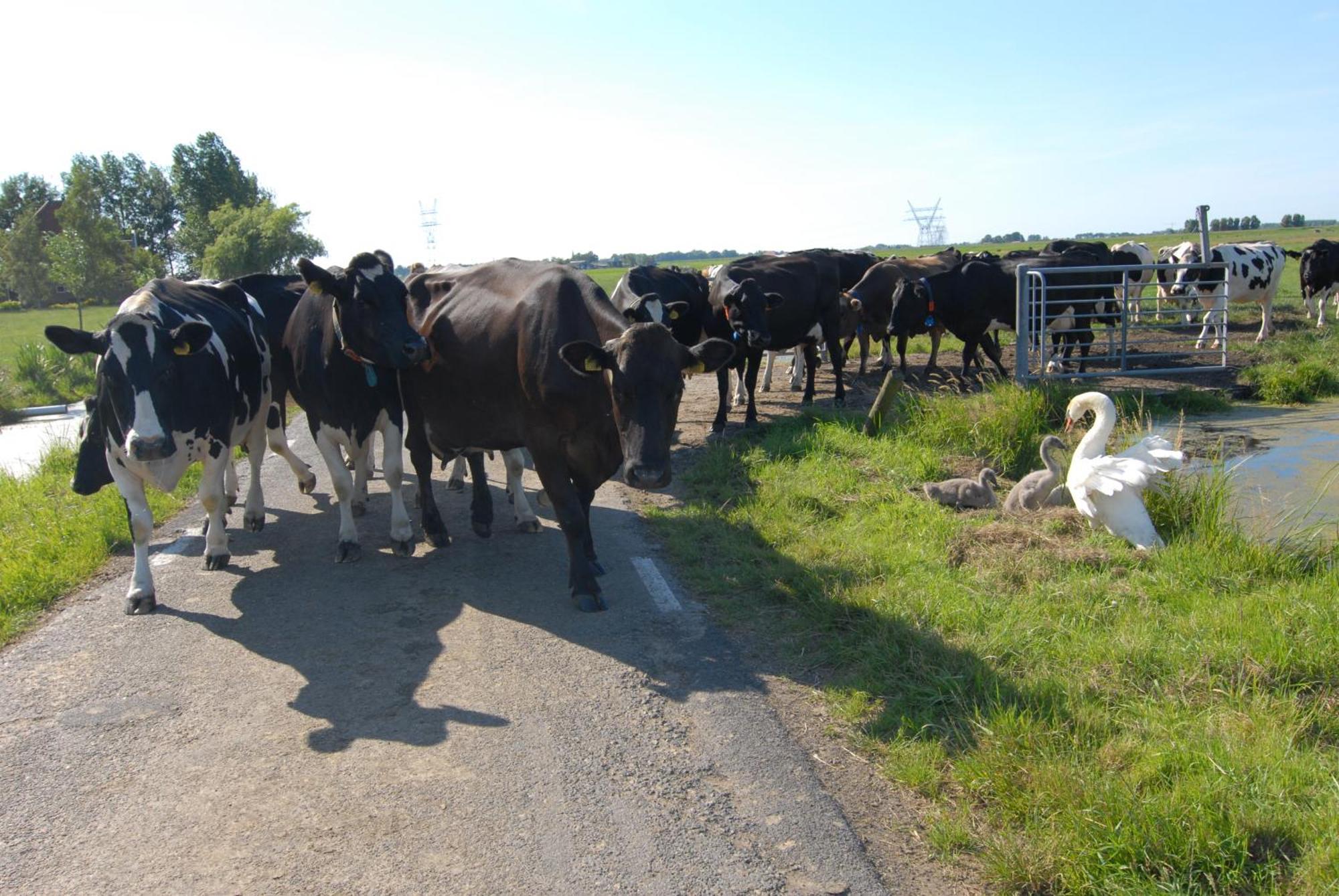 Farm Overleekerhoeve Monnickendam Zewnętrze zdjęcie